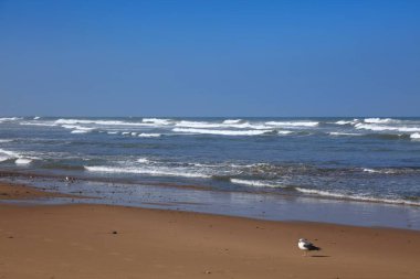 Fas doğası. Sidi Ifni plaj manzarası. Fas 'ta Atlantik kıyısı.