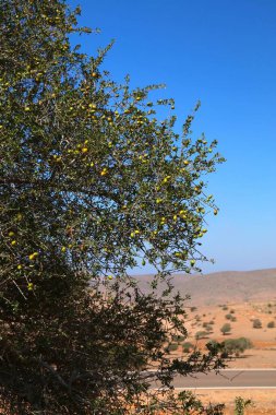 Fas 'ta Argan ağacı meyvesi. Argania ağacı türü Sous Vadisi 'ne özgü..