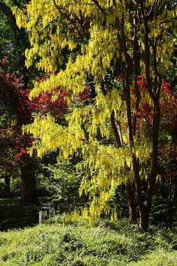 Laburnum altın zincir ağacı. Avrupa 'da ağaç türü. Laburnum Almanya 'da baharın sonlarında çiçek açtı.