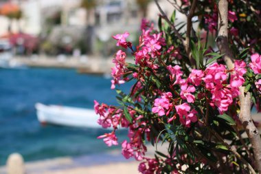 Hırvatistan 'ın Korcula kentinde, limanın önündeki pembe zakkum çalısı. Yaz kenti doğası.