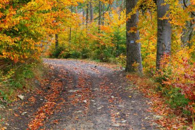 Sonbaharda Polonya doğası. Beskids dağlarında mavi yürüyüş yolu. Zywiec Beskids (Beskid Zywiecki) Wielka Racza ve Zwardon yakınlarında.