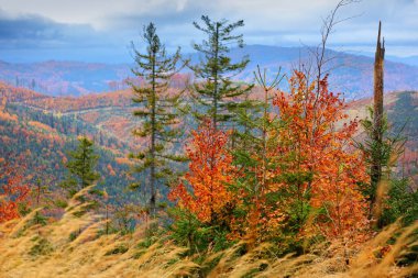 Sonbaharda Polonya manzarası. Beskids dağları. Zywiec Beskids (Beskid Zywiecki) Wielka Racza ve Zwardon yakınlarında.