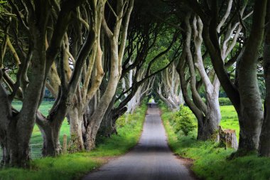 Kuzey İrlanda, Antrim County 'deki Dark Hedges Yolu. Yaz manzaralı ünlü kayın ağacı yolu.