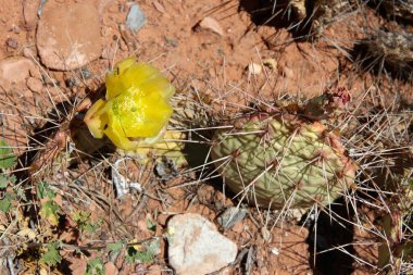 Opuntia poliyacantha çiçekleri (düzlükler dikenli armut). Amerikan yerlilerinin tıbbi bitkileri. Colorado Ulusal Anıtı 'nın doğası. Colorado 'da bitki türleri.