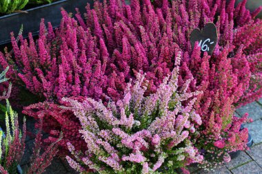 Heather yaz sonu fideleri, Polonya 'da bir bahçe malzemeleri dükkanı tarafından satıldı. Erica cinsi, kış veya bahar fundalığı olarak bilinir..