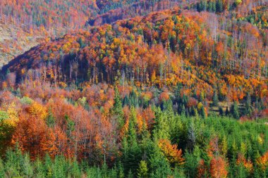 Sonbaharda orman renkleri. Polonya 'daki Beskid Dağları. Milowka yakınlarında Zywiec Beskids (Beskid Zywiecki).