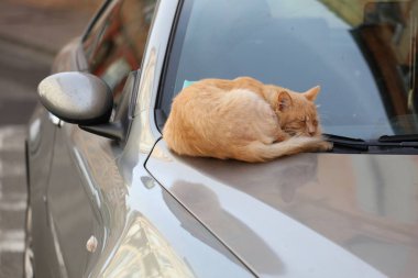 Fransa 'nın Toulouse şehrinde bir arabanın üstünde uyuyan yerli kızıl kedi..