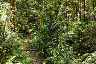 Kinabalu Park, Malezya 'da orman yolu. Borneo Sabah Bölgesi.