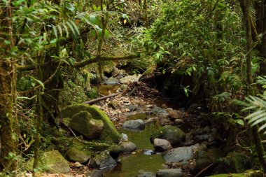 Kinabalu Park, Malezya 'da orman deresi. Borneo Sabah Bölgesi.