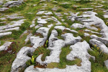 County Clare, İrlanda 'daki Burren tuhaf kaya oluşumları. Karst kireçtaşı kaldırımları Grikes ve clints ile.
