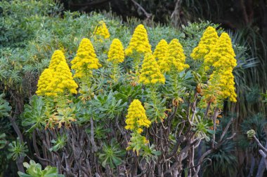 Kleinia Neriifolia - Jardin Canario 'daki Verode fabrikası. Gran Canaria, İspanya Botanik Bahçesi.