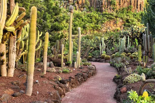 Jardin Canario - Gran Canaria, İspanya Botanik Bahçesi.