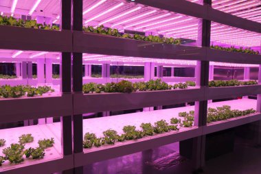 Full spectrum led lighting for hydroponic lettuce cultivation. Growing greens indoors.