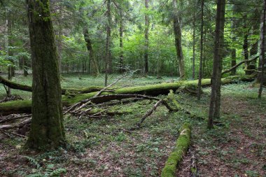 bialowieza orman - milli park ve unesco dünya mirası Polonya. eşsiz antik woodland.