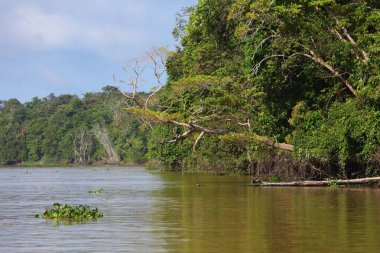 Malezya 'nın kuzeydoğusundaki Sandakan Tümenindeki Kinabatangan Nehri' nde yağmur ormanı. Borneo 'da Doğa rezervi.