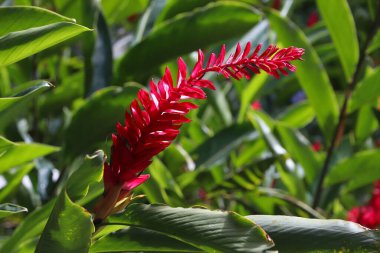 Alpinia purpurata, or red ginger flowers. Guadeloupe Botanical Garden in Deshaies. clipart