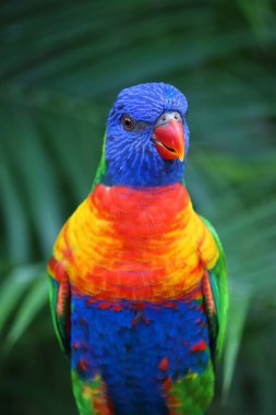 Gökkuşağı lori renkli papağan Deshaies Botanik Bahçesi, Guadeloupe Adası.