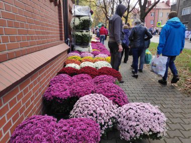 BYTOM, POLAND - 1 Kasım 2023: İnsanlar Polonya 'nın Bytom kentinde Azizler Günü (Lehçe: Dzien Wszystkich Swietych) sırasında çiçek ve mezar mumları satın alır.