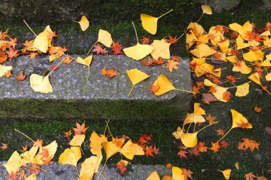 Japonya 'da sonbahar yaprakları. Japonya, Kyoto 'da kırmızı momiji (akçaağaç yaprakları) ve sarı ginkgo ağacı yaprakları.