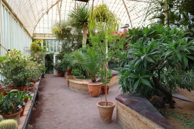 Göteborg Botanik Bahçesi serası. Göteborg şehri, İsveç.