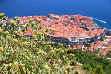 Phlomis fruticosa (Jerusalem sage) flowering plant in foreground. Medieval city of Dubrovnik, Croatia. Fortified Old Town. UNESCO World Heritage Site. clipart