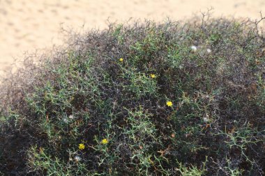 Fuerteventura adası doğası. Kanarya Adaları bitki türleri: Launaea ağaçlarının çiçek açtığı çalılıklar.