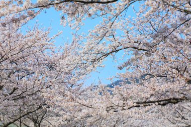 Jinhae Kiraz Çiçeği Festivali 'nde kiraz çiçekleri. Changwon, Güney Kore.