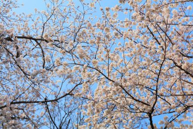 Jinhae Kiraz Çiçeği Festivali 'nde kiraz çiçekleri. Changwon, Güney Kore.