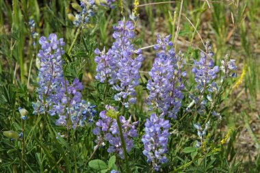 Silvery lupine flowers (Lupinus argenteus) in Black Canyon of the Gunnison National Park in USA. Colorado nature. clipart