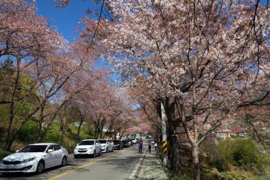 HWAGAE-MYEON, SOUTH KOREA - APRIL 2, 2023: People stand in traffic jam along very popular rural road in Hwagae, famous for cherry blossom sightseeing opportunities. clipart