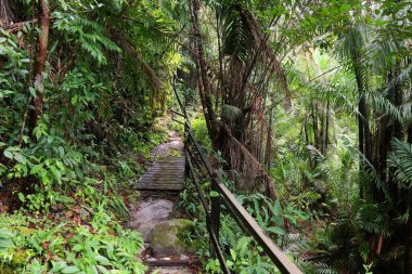 Hiking trail in lush jungle in Bako National Park in Borneo, Malaysia. clipart