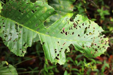 Böcek hasarı - Borneo, Malezya 'daki Bako Ulusal Parkı' ndaki bir bitki yaprağındaki delikler.