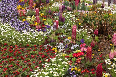 Belediye yeşilliği - Jeonju şehrindeki halk parkında karışık türler çiçek tarlası, Güney Kore. Papatyalar, lupin çiçekleri, hanım evlatları ve çuha çiçekleri.