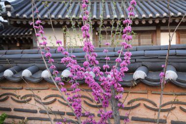 Güney Kore 'nin Jeonju Hanok Köyü' nde Çin kızıl tomurcukları (Cercis chinensis).
