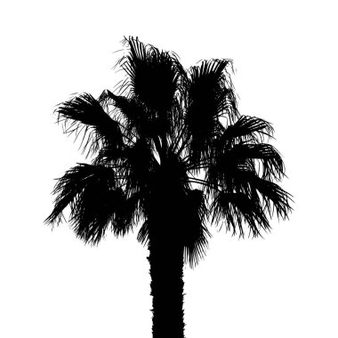 Beyaz arka planda izole edilmiş siyah palmiye ağacı silueti. Gerçekçi palmiye ağacı grafikleri.
