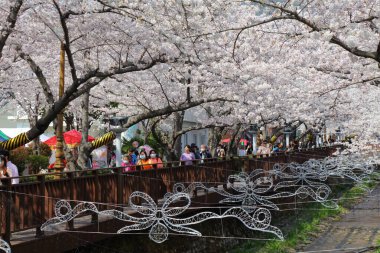 JINHAE, Güney Kore - 28 Mart 2023 İnsanlar Changwon 'da Jinhae Kiraz Çiçeği Festivali' ni ziyaret ediyor. Güney Kore 'nin en büyük bahar festivallerinden biridir..