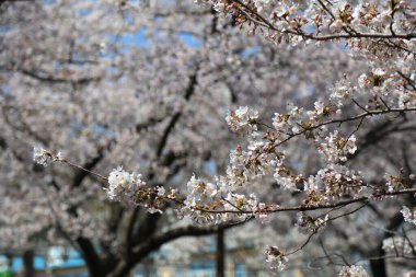 Jinhae Kiraz Çiçeği Festivali 'nde kiraz çiçekleri. Changwon, Güney Kore.