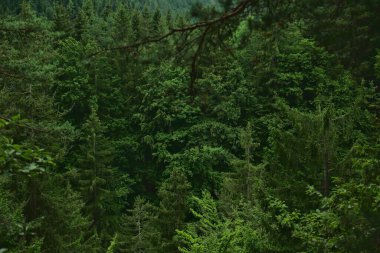 Tarvisio, İtalya 'da karışık orman manzarası. Yaz Avrupa dağ ormanı geçmişi.