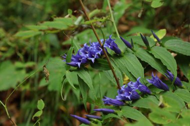 Gentiana asclepiadea (söğüt çiçeği) İtalya 'da tıbbi bitki. Avrupa 'da yabani çiçek.