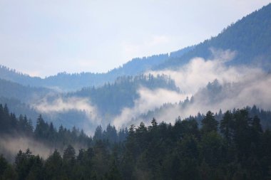 Gailtal Alplerindeki sisli orman katmanları. Avusturya 'nın Carinthia bölgesinde yağmur üstüne dağ manzarası.