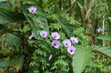 Sabah görkemli bitki türleri - Ipomoea cairica (dakikada bir mil sarmaşık, Messina sarmaşığı). Sukau 'daki Kinabatangan Nehri' nin yanındaki yağmur ormanı Sandakan Tümeni, Kuzeydoğu Sabah, Malezya.