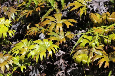 Kinabalu Park, Malezya 'da tropikal yağmur ormanları. Borneo 'nun Sabah Bölgesi. Dipteris conjugata eğreltiotu türleri.