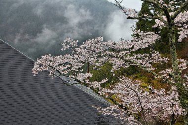 Japonya, Kyoto 'da Kurama Tapınağı kiraz çiçekleri açar. Budist ibadethanesi sisli ve yağmurlu.