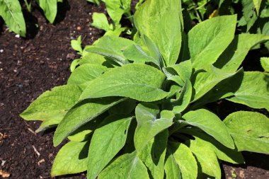 Botanik bahçesinde yüksükotu (Digitalis purpurea). Tıbbi bitki türleri.