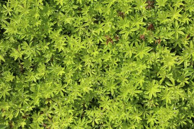 Botanik bahçesindeki tatlı odun bitkisi (Galium odoratum). Tatlı kokusu için yetiştirilmiş bitki türleri.