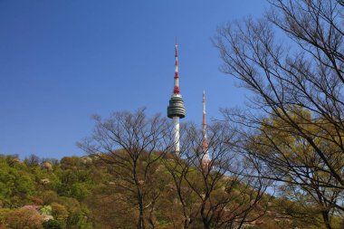 SEOUL, Güney Kore - 8 Nisan 2023: Seul 'deki Namsan Park' ta bahar. Namsan Kulesi olarak bilinen N Seul Kulesi arka planda görünür..