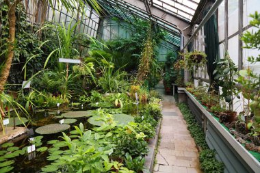 KRAKOW, POLAND - 3 Temmuz 2021: Polonya 'nın Krakow kentindeki Jagiellonian Üniversitesi Botanik Bahçesi' nde sera içi.