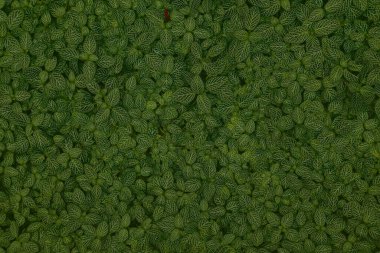 Yeşil bitki arka planı. Sinir bitkisi (Fittonia albivenis) bitkisi botanik bahçesinde koyu renk bırakır.