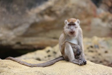 Borneo, Malezya 'daki Bako Ulusal Parkı' nda yengeç yiyen maymun..