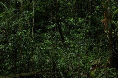 Kinabalu Park, Malezya 'daki karanlık yağmur ormanları. Borneo Sabah Bölgesi.